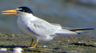 Yellow-billed Tern