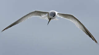 Yellow-billed Tern