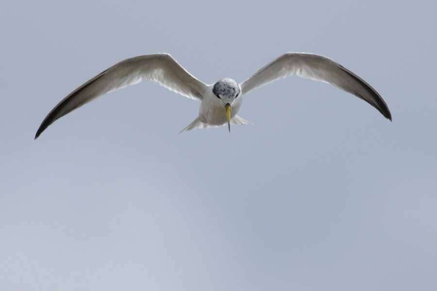 Yellow-billed Ternadult post breeding