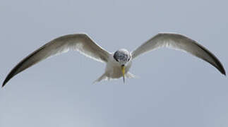 Yellow-billed Tern