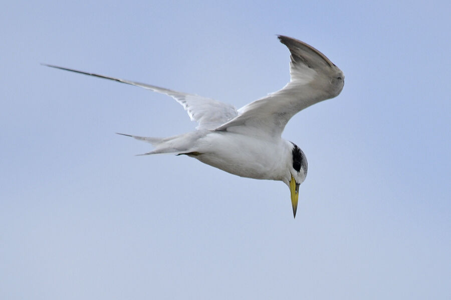 Yellow-billed Ternadult post breeding