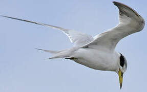 Yellow-billed Tern