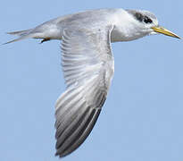 Yellow-billed Tern