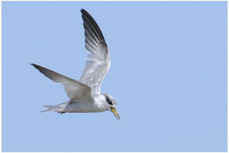 Yellow-billed Ternadult post breeding