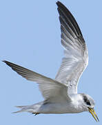 Yellow-billed Tern