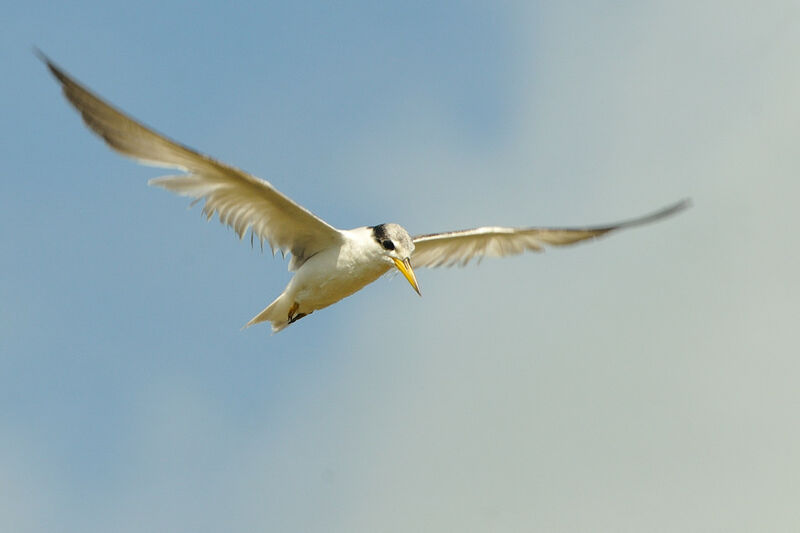 Yellow-billed Ternadult post breeding, Flight