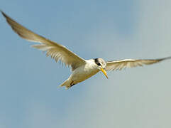 Yellow-billed Tern