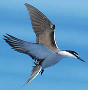 Bridled Tern