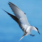 Bridled Tern