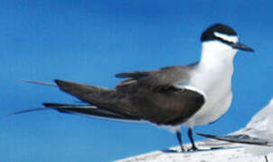 Bridled Tern