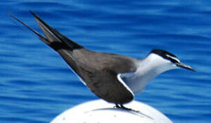 Bridled Tern