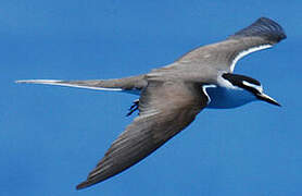 Bridled Tern