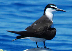 Bridled Tern