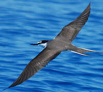 Bridled Tern