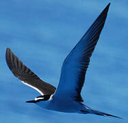 Bridled Tern