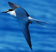 Bridled Tern