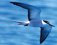 Bridled Tern