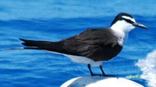 Bridled Tern