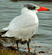 Caspian Tern