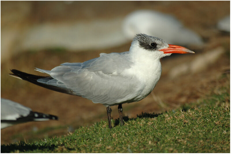 Caspian Ternadult post breeding