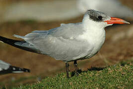 Caspian Tern