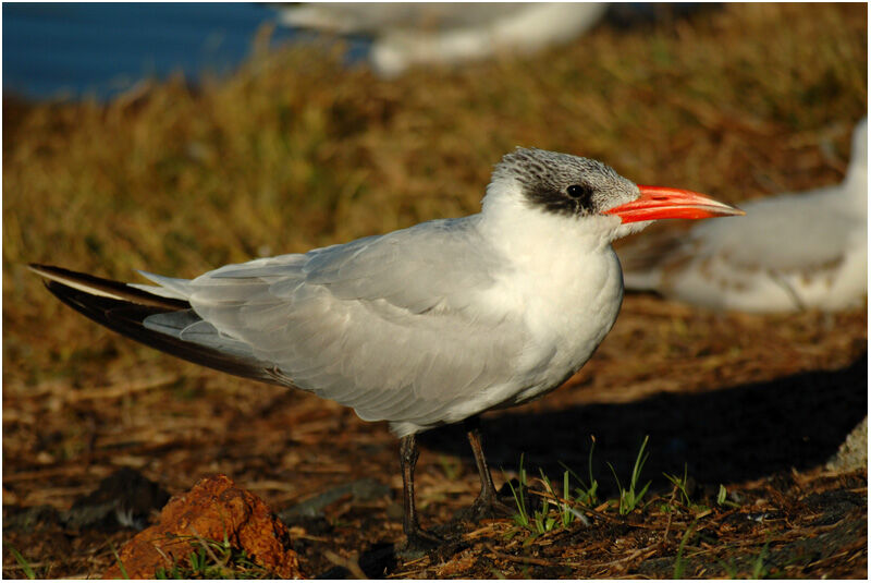 Caspian Ternadult post breeding