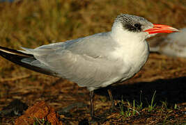 Caspian Tern