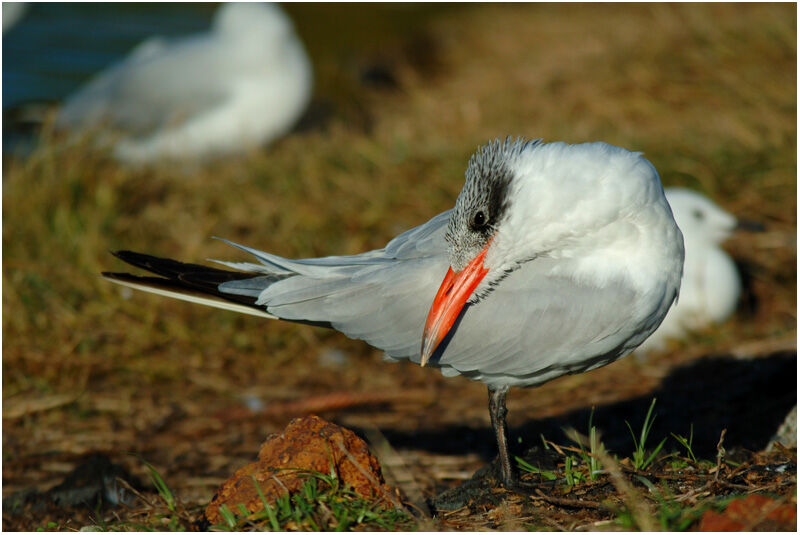 Caspian Ternadult post breeding