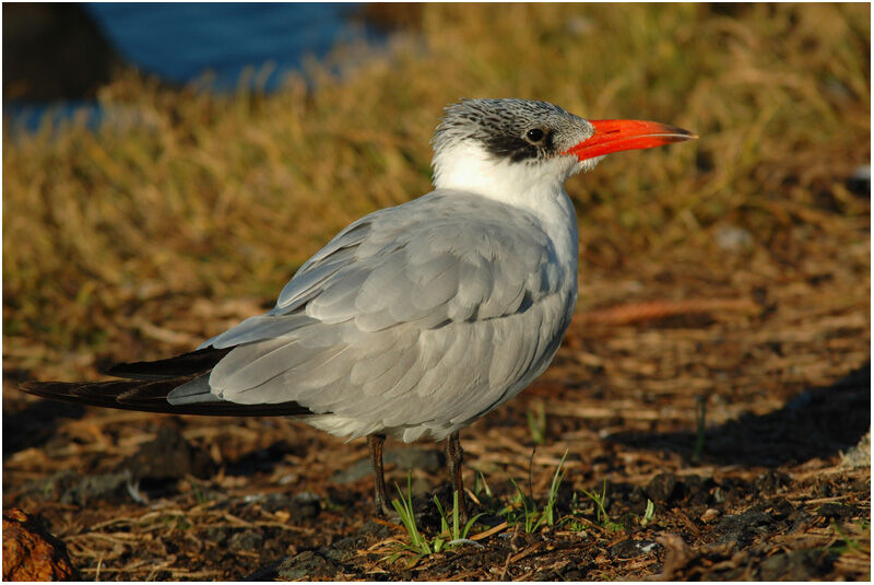 Caspian Ternadult post breeding