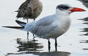 Caspian Tern