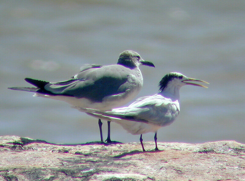 Cabot's Tern (eurygnathus)