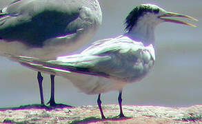 Cabot's Tern (eurygnathus)