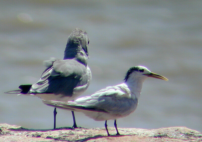 Cabot's Tern (eurygnathus)