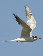 Forster's Tern