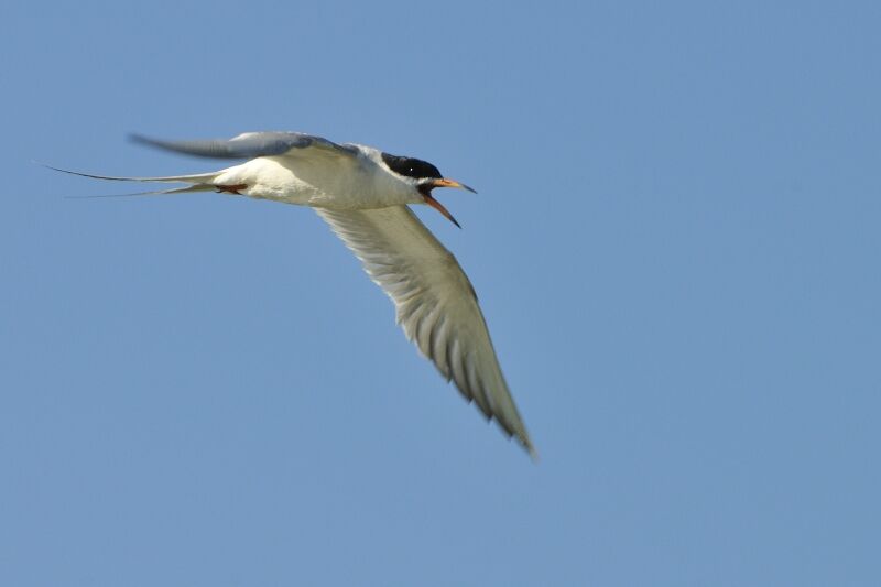 Forster's Ternadult breeding