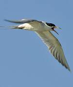 Forster's Tern