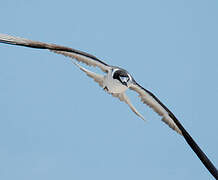 Sooty Tern