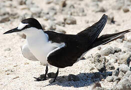 Sooty Tern