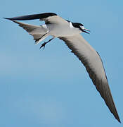 Sooty Tern