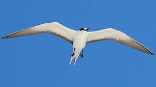 Sooty Tern