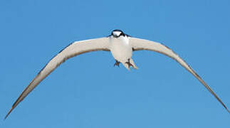 Sooty Tern