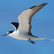 Sooty Tern