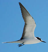 Sooty Tern