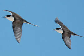 Sooty Tern