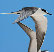 Sooty Tern