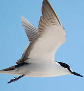 Sooty Tern