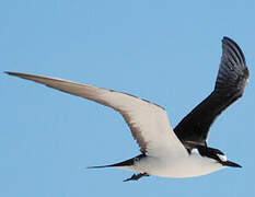 Sooty Tern