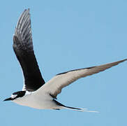 Sooty Tern