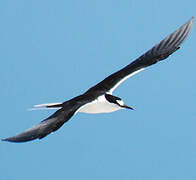 Sooty Tern