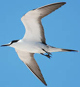 Sooty Tern